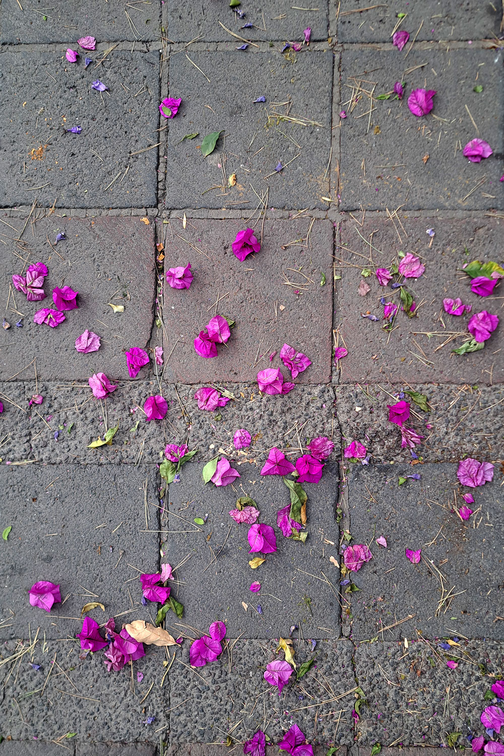 Bougainvilleas (After the rain)