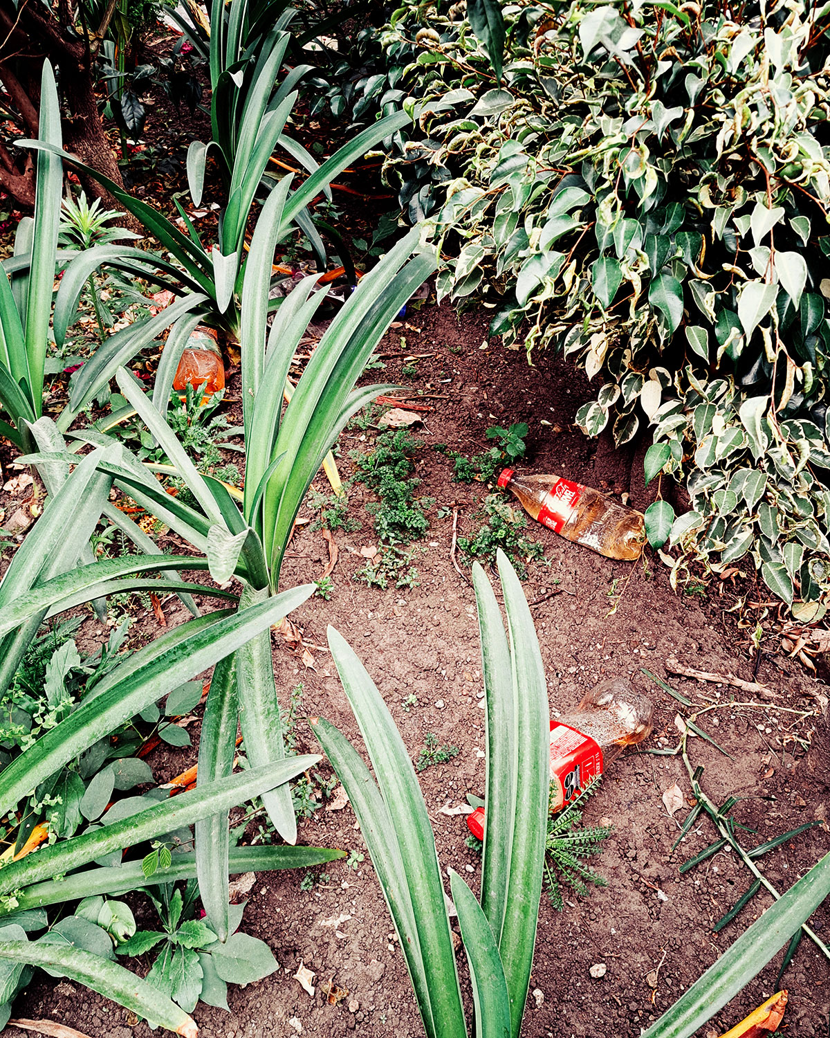 Pee bottles (Ananas)