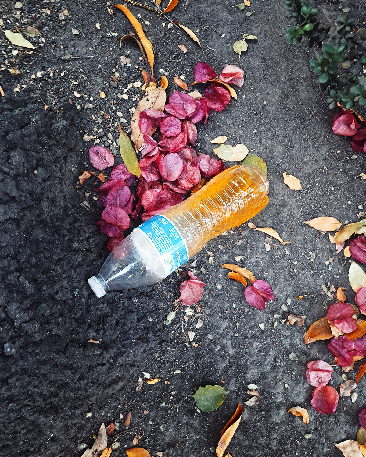 Pee bottles (Ananas)