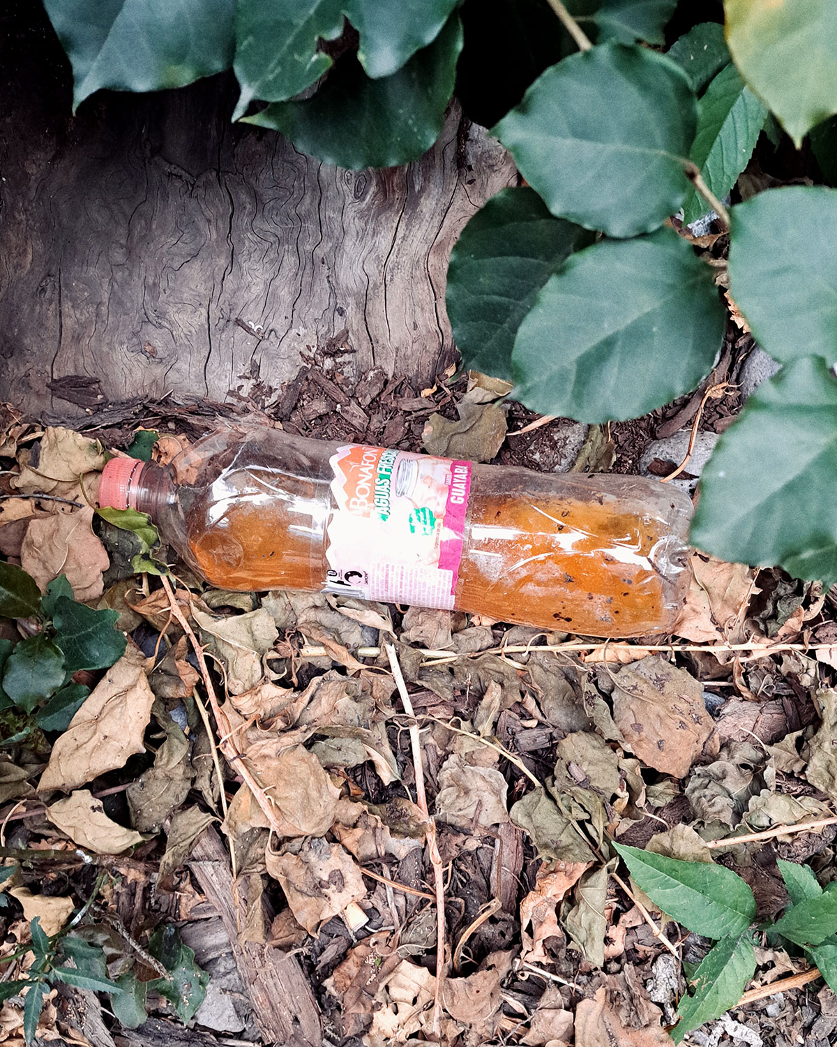 Pee bottles (Ananas)