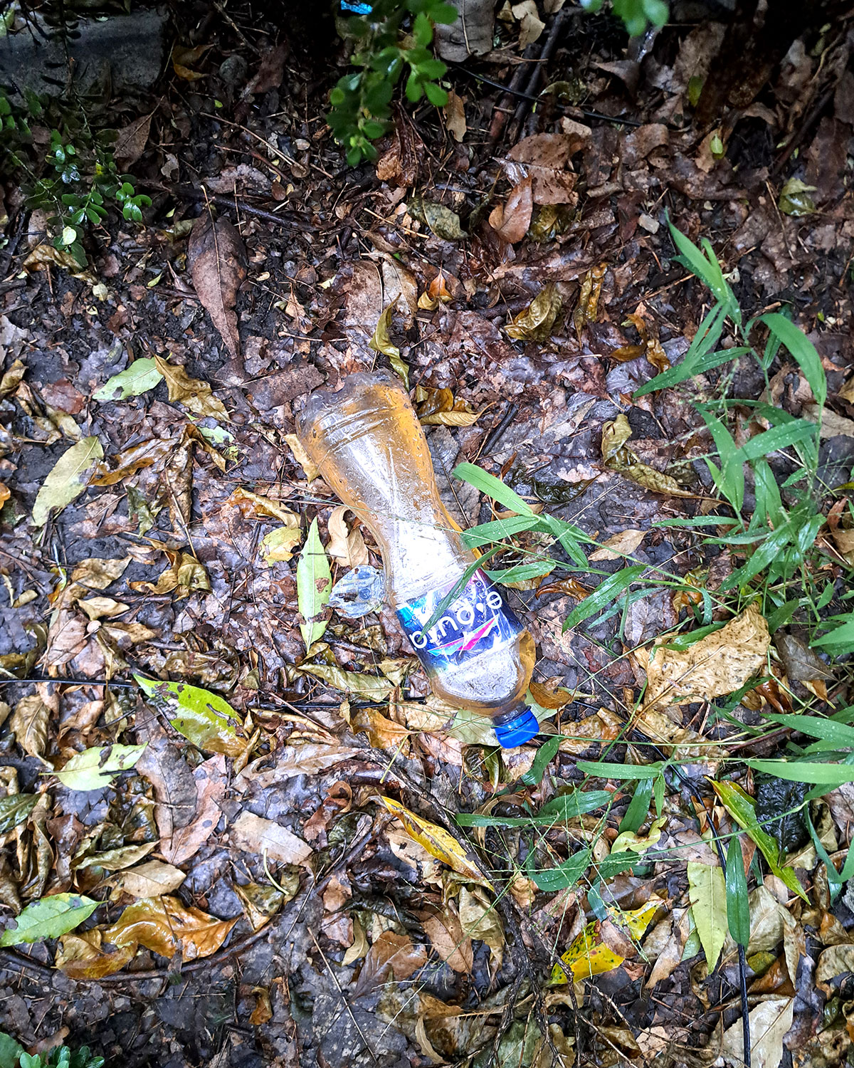 Pee bottles (Ananas)