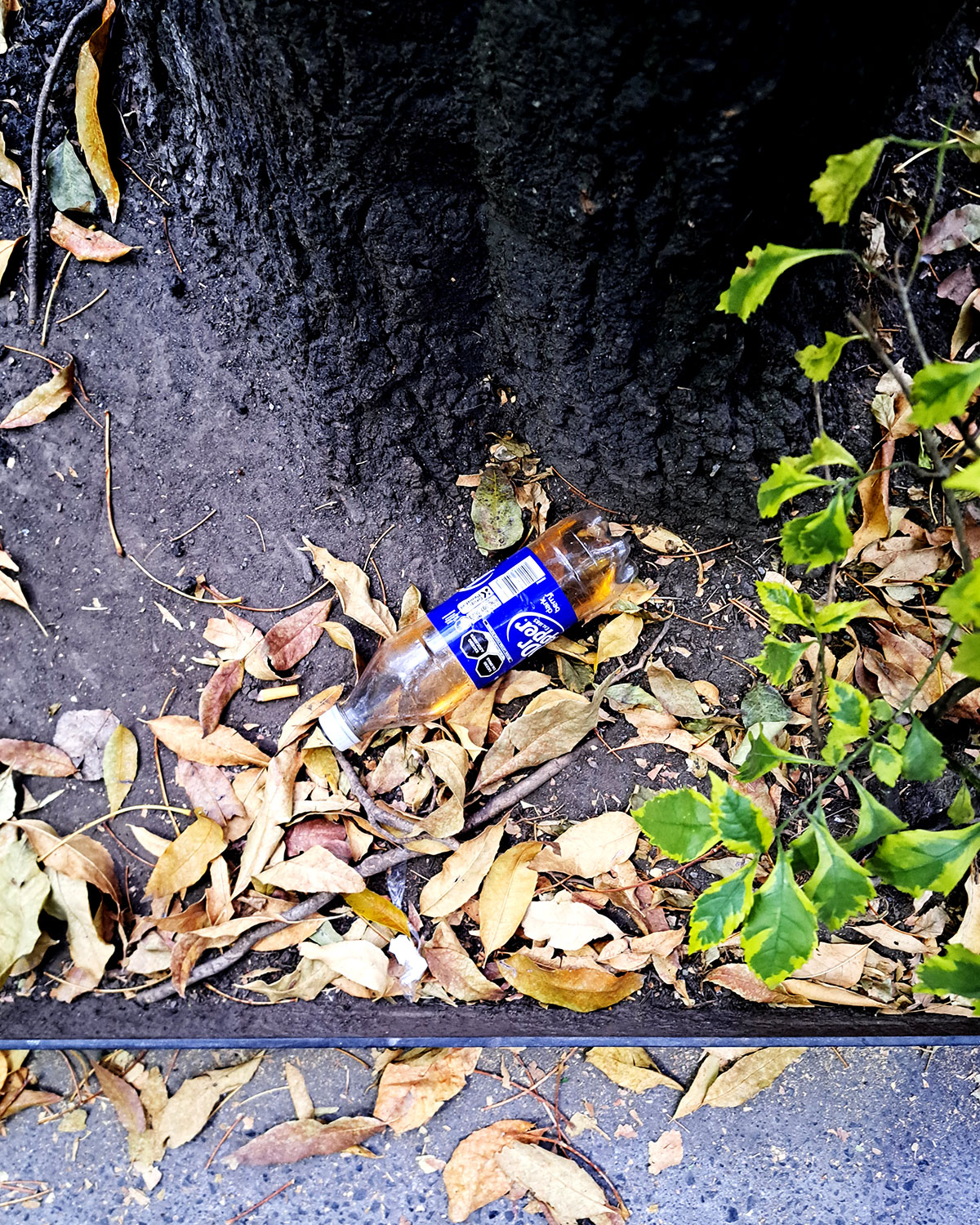 Pee bottles (Ananas)