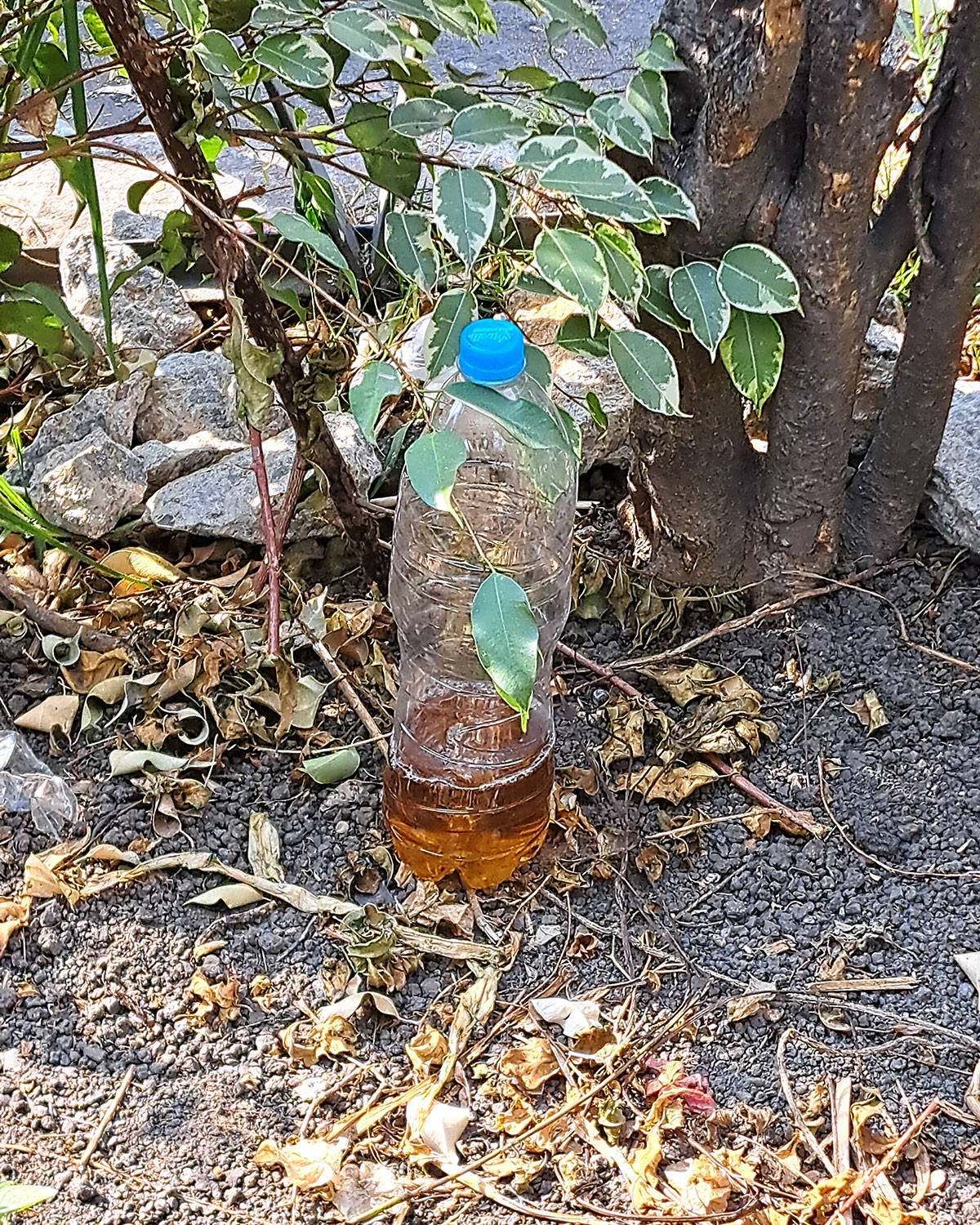 Pee bottles (Ananas)