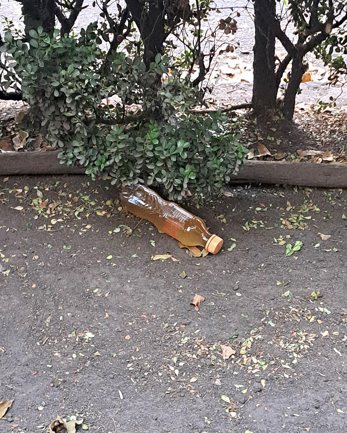 Pee bottles (Ananas)