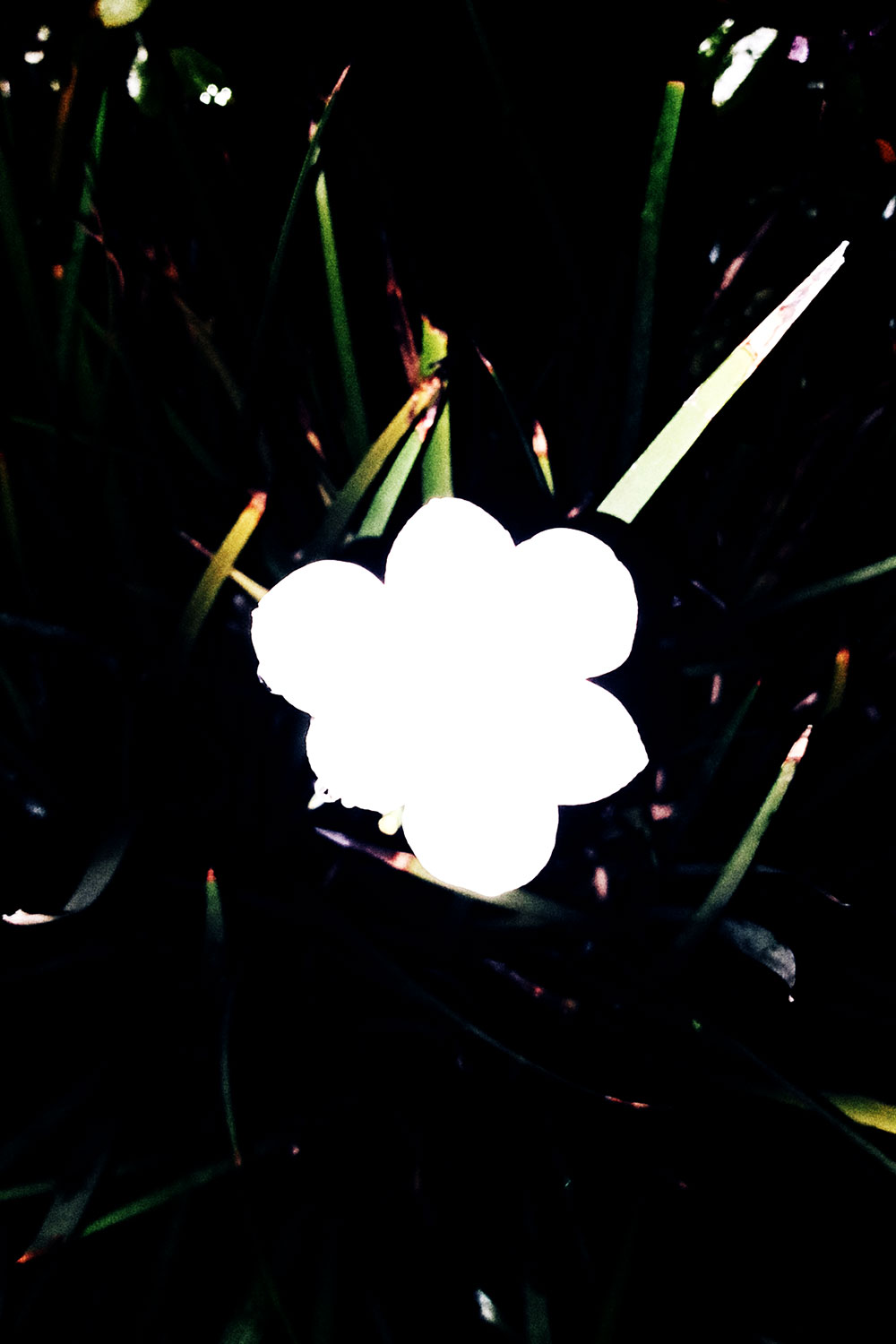 Flashlight flowers photos