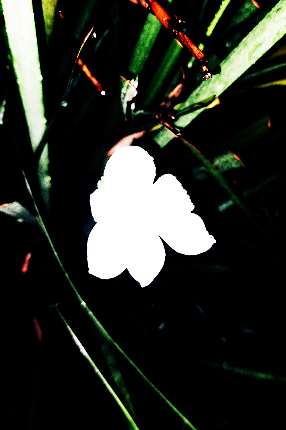 Flashlight flowers