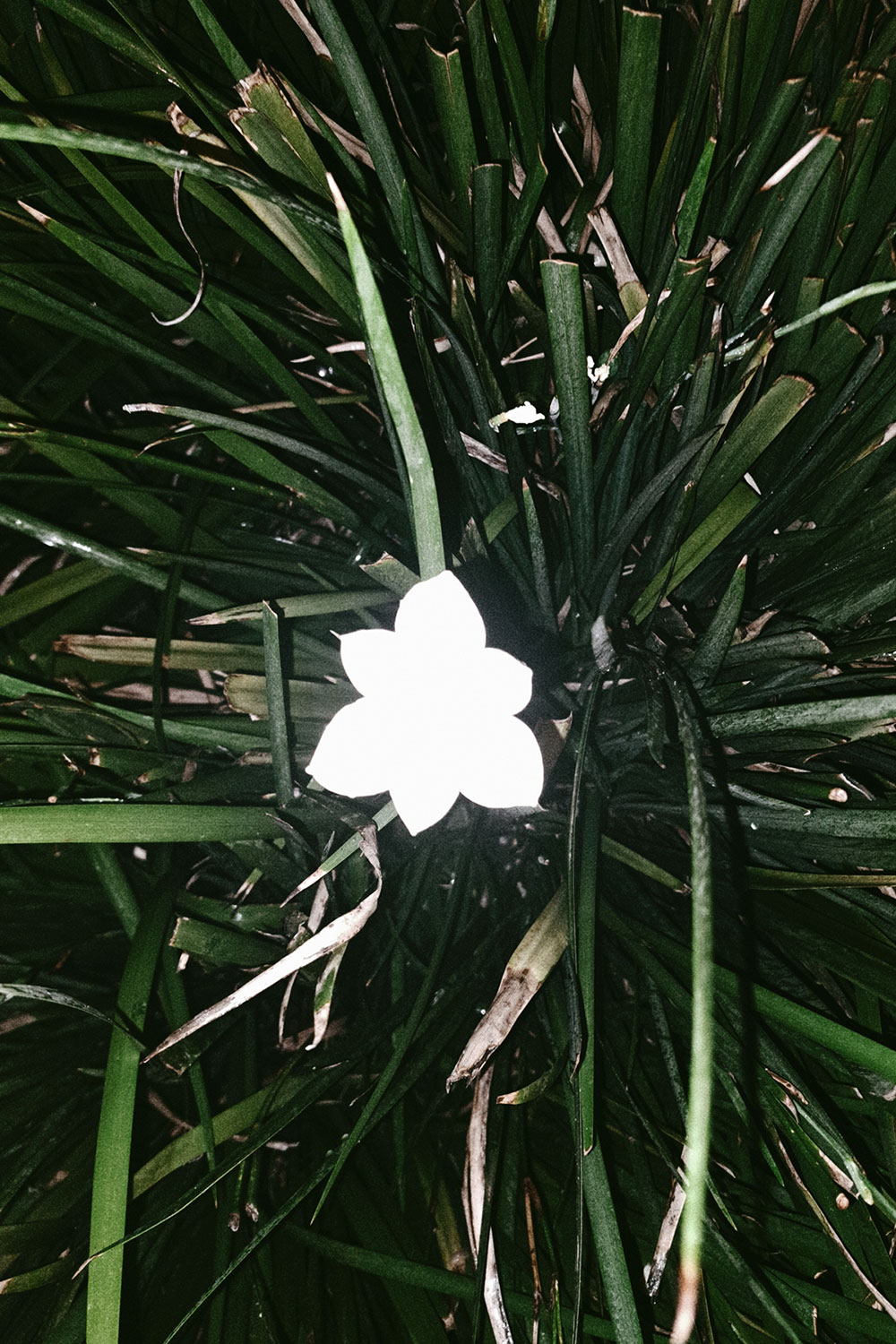 Flashlight flowers photos