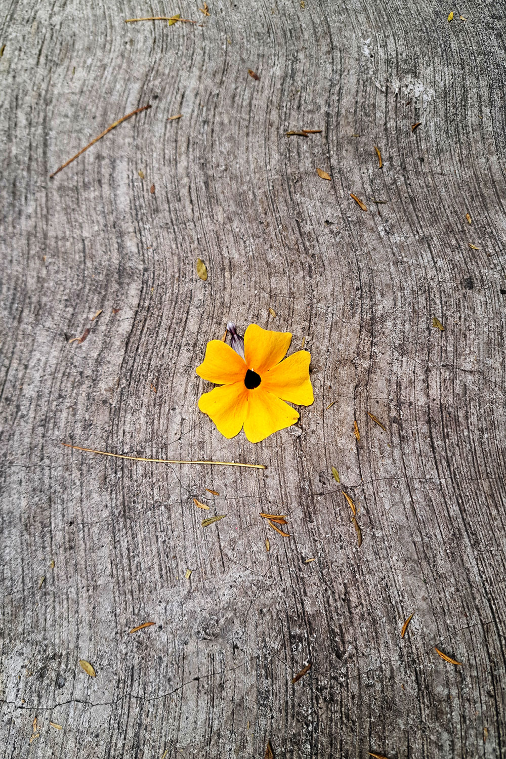 Flower, litter photos