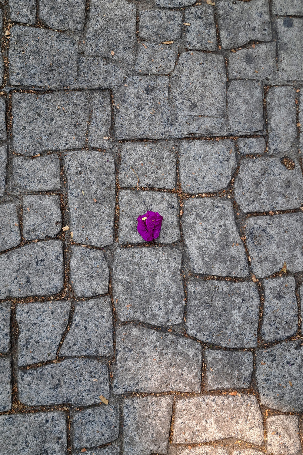 Flower, litter