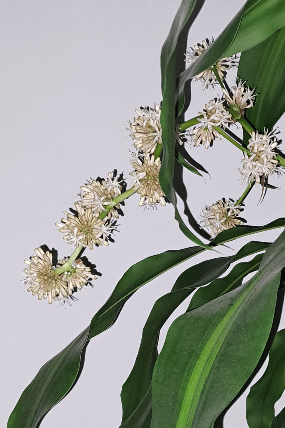 Inflorescence fragrans photos