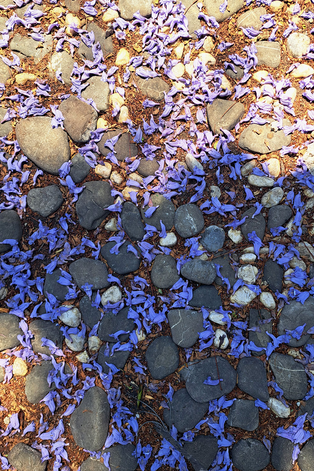 Jacarandas (After the rain)