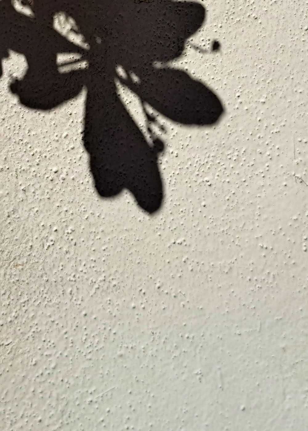 Random flowers photos