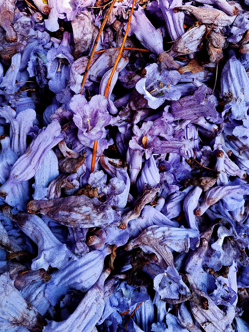 Random flowers series