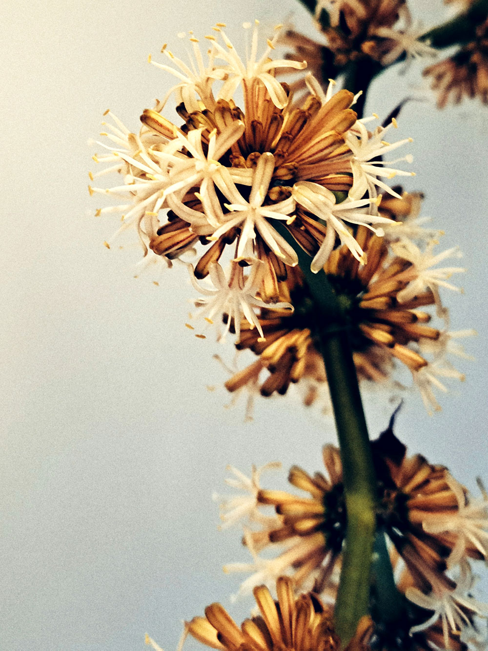 Random flowers series