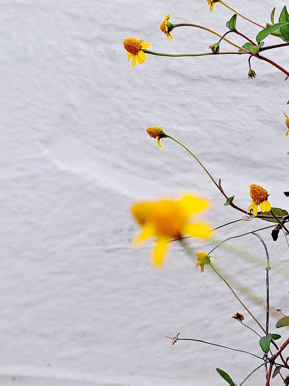 Random flowers series