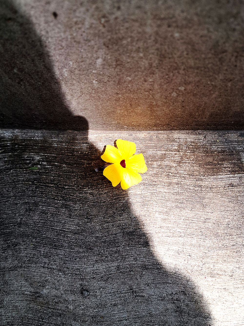 Random flowers series