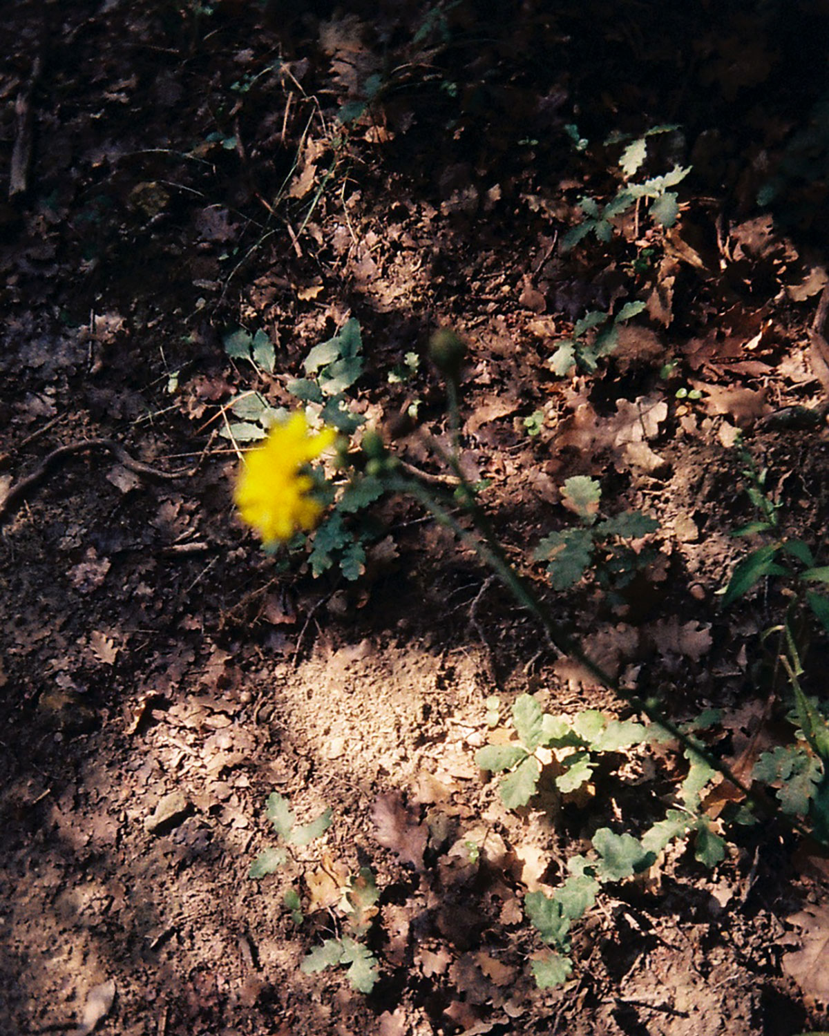 Random flowers series