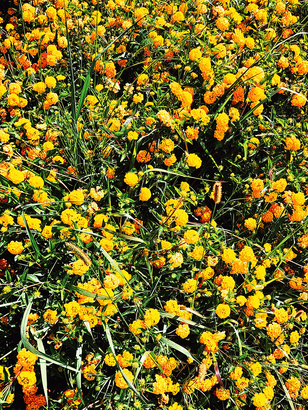 Random flowers series