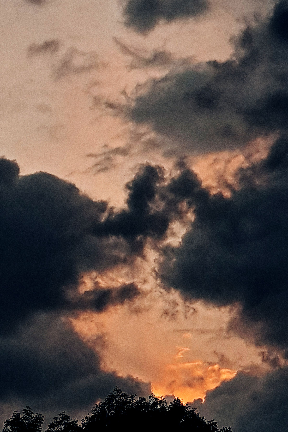 Skies, trees and clouds