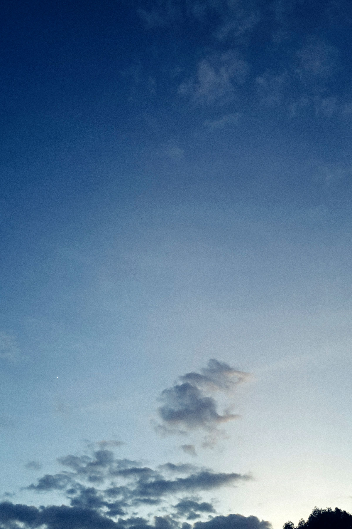 Skies, trees and clouds