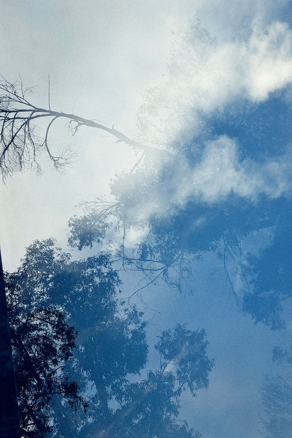 Skies, trees and clouds, reflected series
