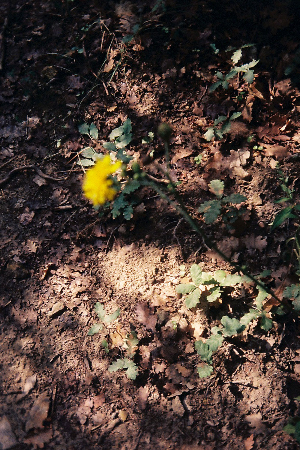 Summer flowers photos