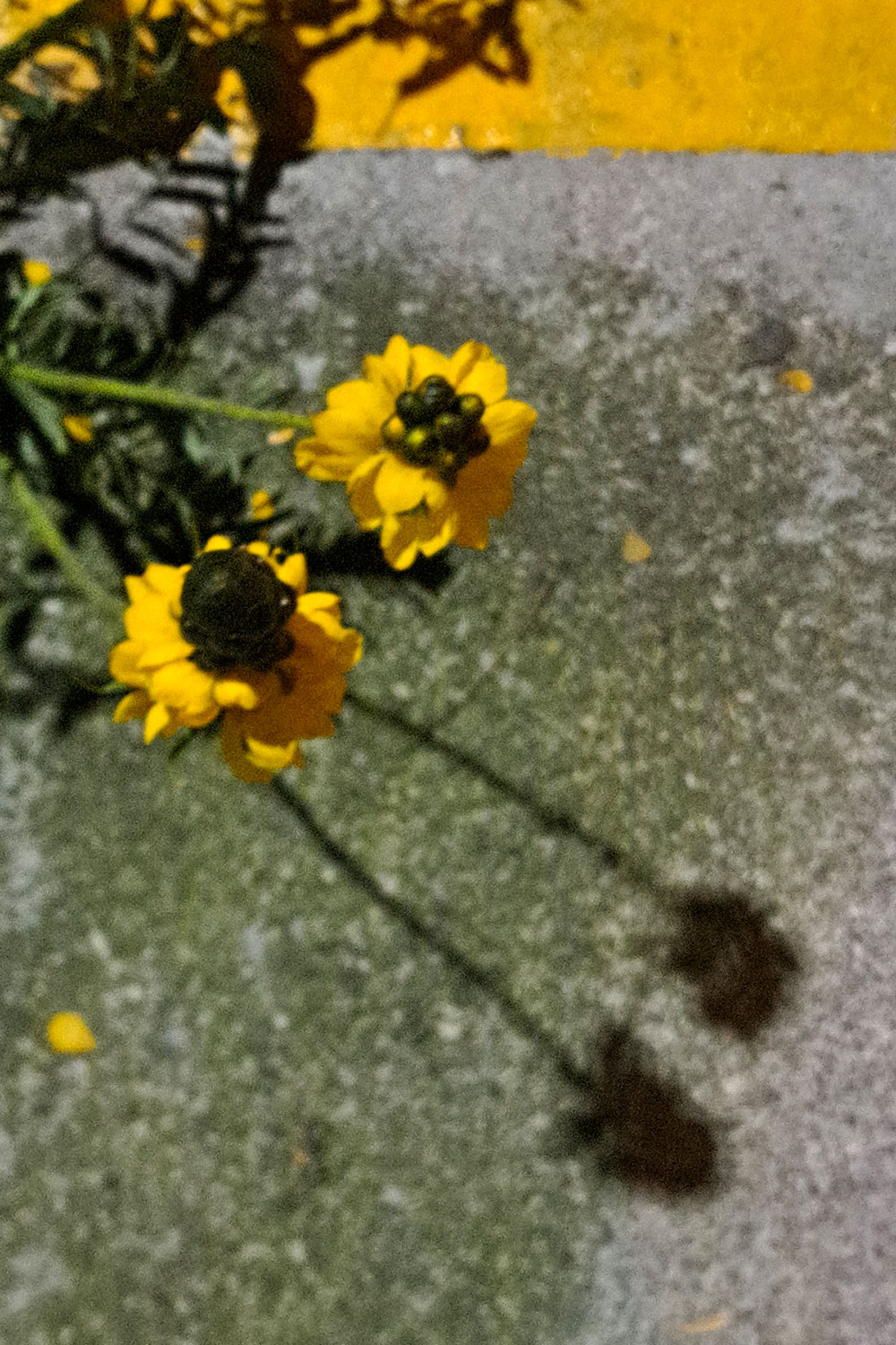 Wednesday night flowers