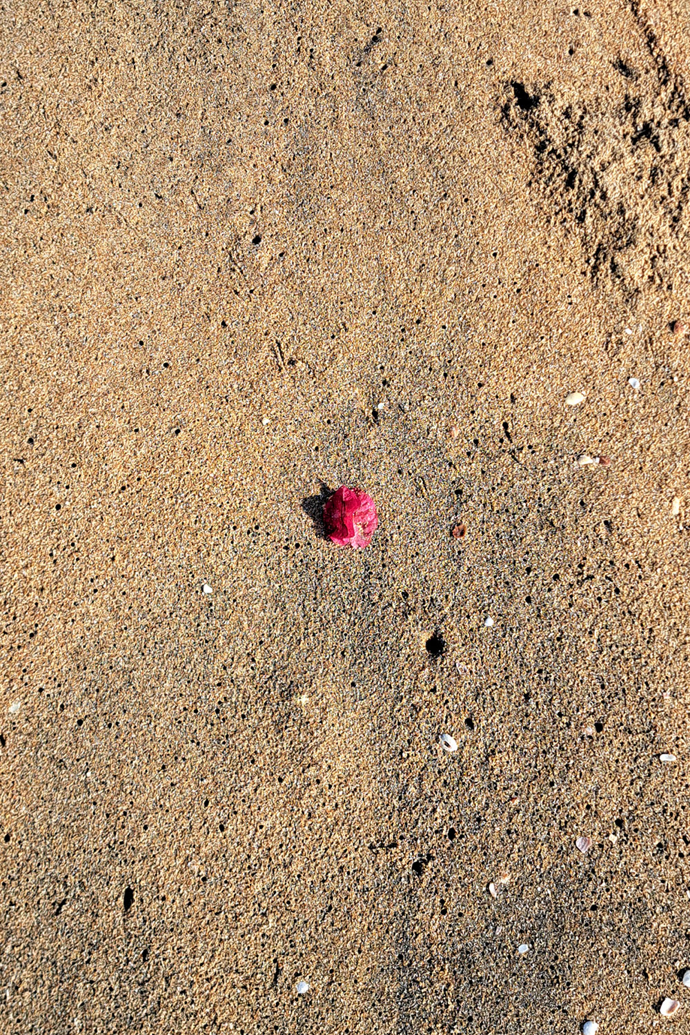 Flower, litter