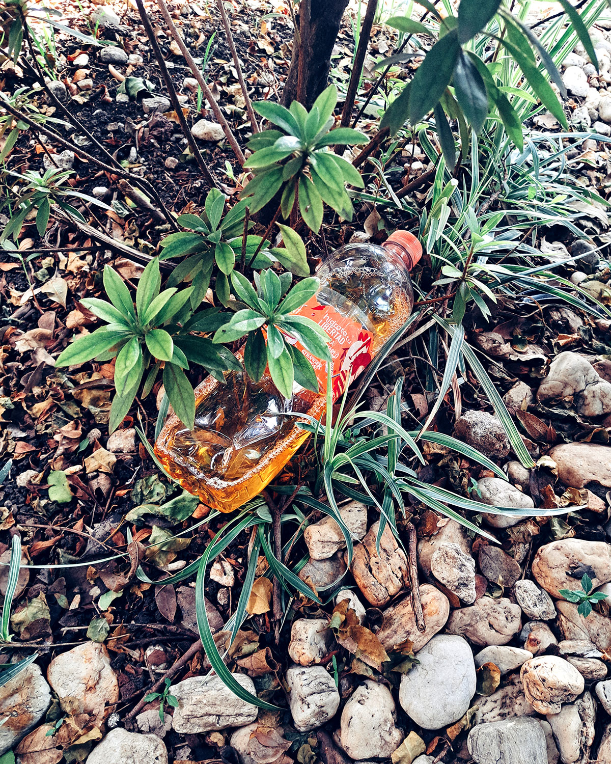 Pee bottles (Ananas)