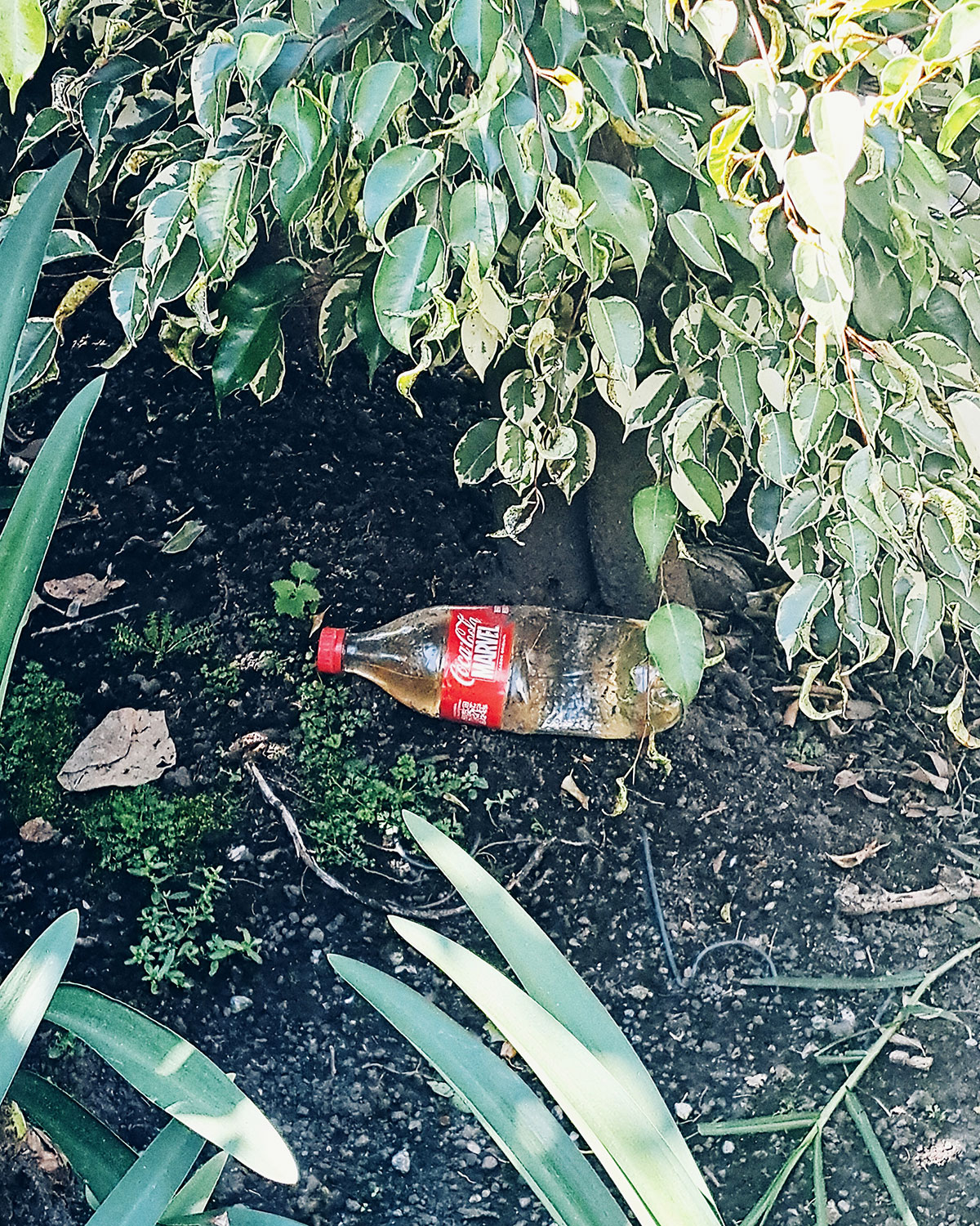 Pee bottles (Ananas)