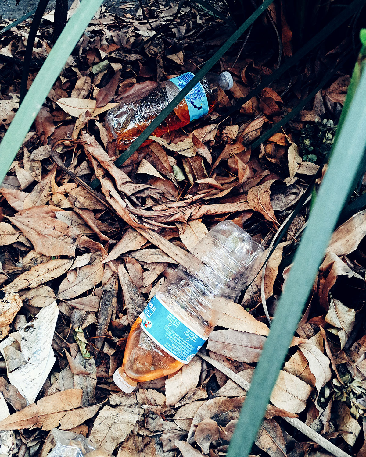 Pee bottles (Ananas)
