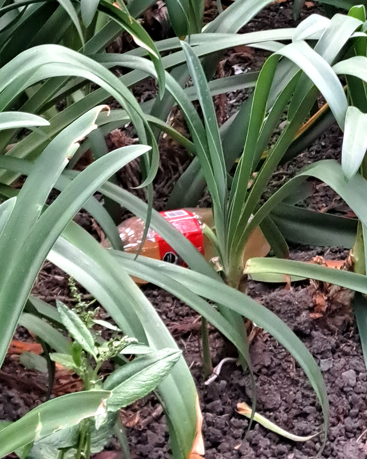 Pee bottles (Ananas)