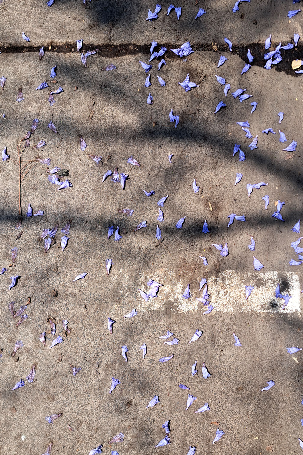 Jacarandas (After the rain)