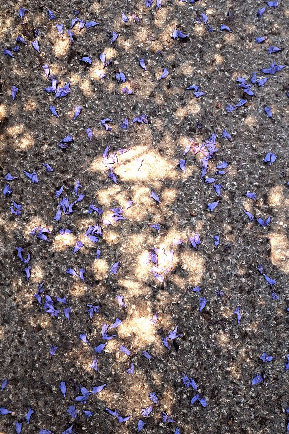 Jacarandas (After the rain)